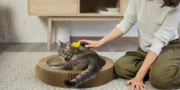 Woman using the Best Cat Toys.