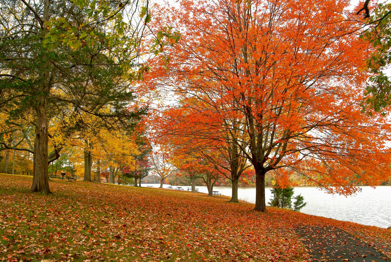 orange forest fall season in Canada